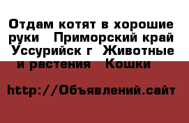 Отдам котят в хорошие руки - Приморский край, Уссурийск г. Животные и растения » Кошки   